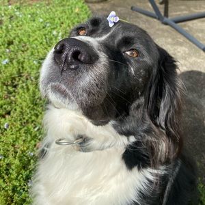 Meet your Posher, Kawaii Desune😊🐾